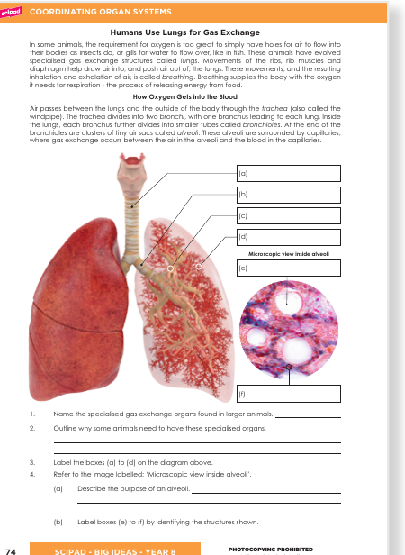 Sample page y8-1